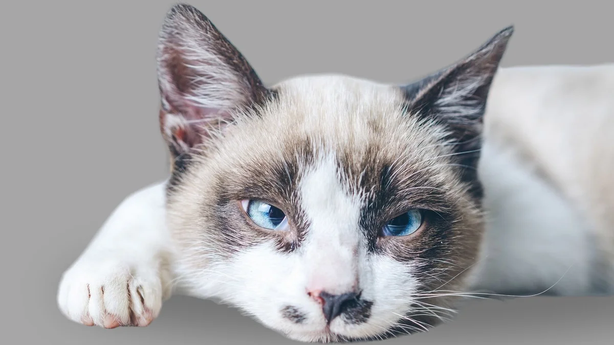 Замена фона на серый